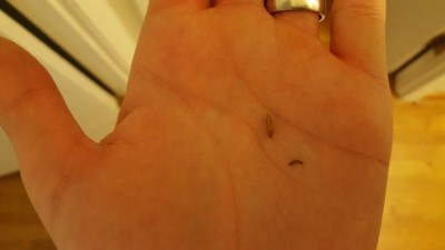 Man Finds Warehouse Beetle Larva. Maybe.