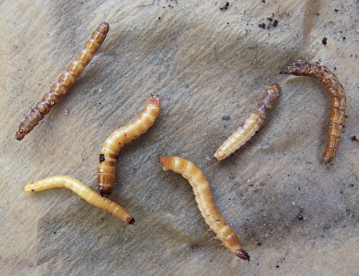 beetle warehouse larvae larva finds maybe man coleoptera rasbak wikimedia sa common cc via own