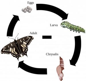 How a Caterpillar or Larvae becomes a Butterfly, Beetle, or Other Adult ...