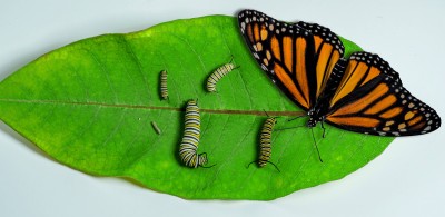 How a Caterpillar or Larvae becomes a Butterfly, Beetle, or Other Adult