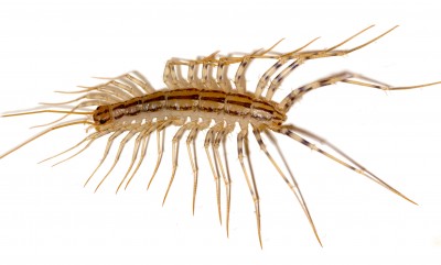 To Get Rid of Centipedes, Take Away Their Food!