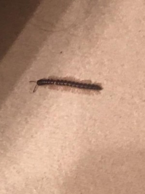 Millipedes Occupy the Bathroom in New Home