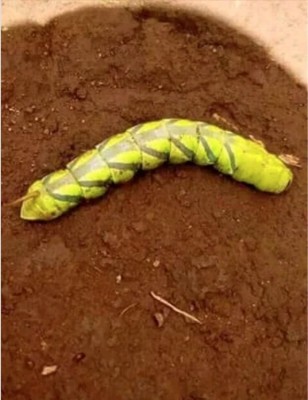Killer Caterpillar in Kenya? 