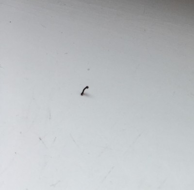 Inchworms Gather on Windowsill