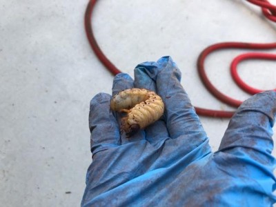 Grub Discovered in Bag of Mulch