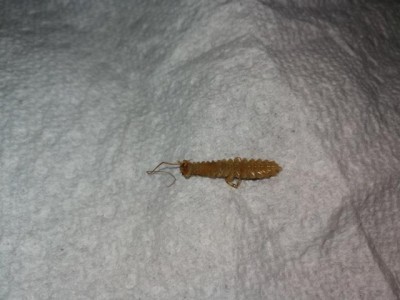"Worm" on Carpet is Probably House Centipede