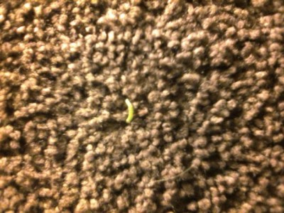 Tiny Green Worm is Probably Larva