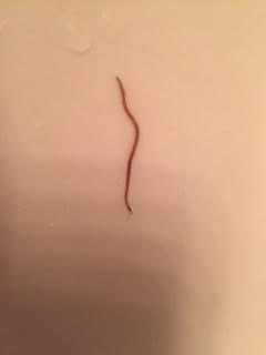 Red Worm Found in Bathroom Sink