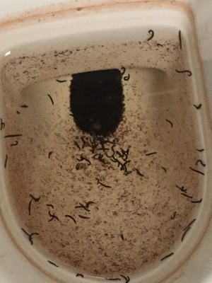 Toilet Bowl Is Full Of Drain Fly Larvae All About Worms - How To Get Rid Of Red Worm In Bathroom Drain Pipe