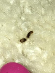 Black Grubs are Carpet Beetle Larvae - All About Worms