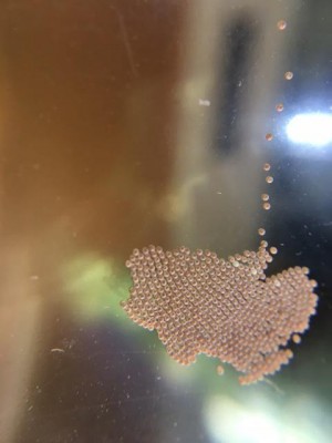 The Best 29 Stink Bug Eggs On Window - designearbox
