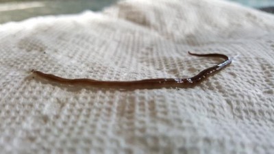 Is Diatomaceous Earth Effective Against Hammerhead Flatworms?