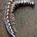 Millipedes Found in Shower Prompt Questions About Their Harmfulness to Humans