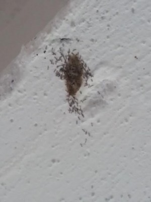 Worms on Ceiling are Larvae