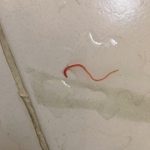 Worms as Fish Bait: A Brief Look