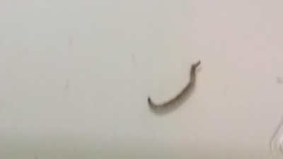 Worms in Toilet are Drain fly Larvae