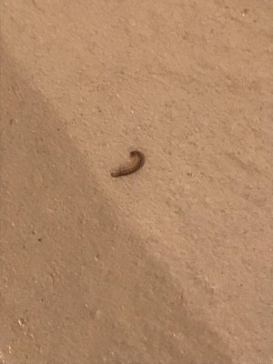 Worms in Basement are Millipedes