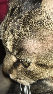 What is Worm on Cat's Head?