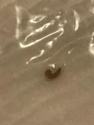 Are Carpet Beetle Larvae Causing Bites?