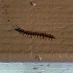 Dark-colored Worm with Stinger and Feelers is Likely a Centipede