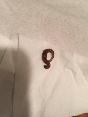 Worm on Couch Could be a Leech