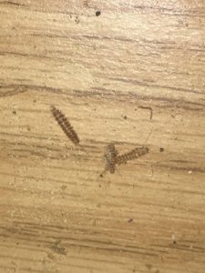 Worms In Kitchen Drawer Are Carpet Beetle Larvae All About Worms