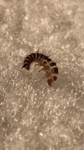 What Is Tiny Brown Worm Found In Carpet