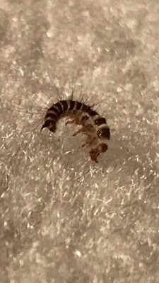 "Worm" on Rug is Carpet Beetle Larva, Not Wasp