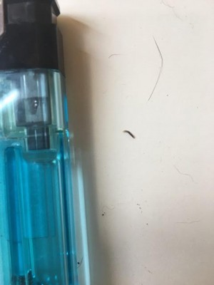 Drain Fly Larvae or Flea Larvae?