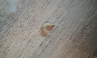 Worm Under Dog Bed Is Probably Moth Larva