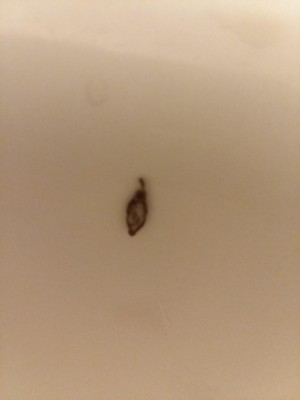 Worm in Bathtub Likely Case Bearing Moth Larva