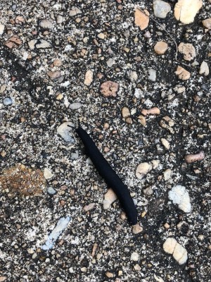 Black Worm On Asphalt Is A Slug