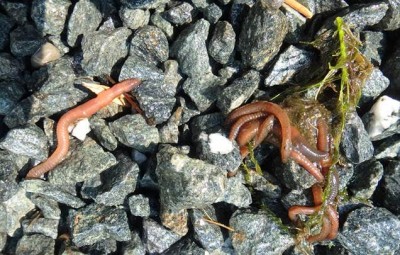 How Long Can Earthworms Live Underwater? 