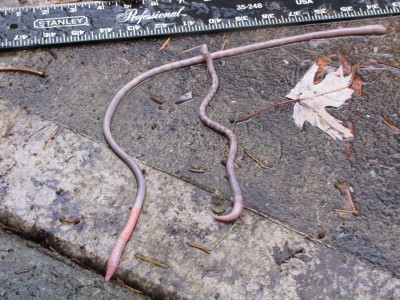 Do Earthworms Transfer Insect Eggs to New Soil?