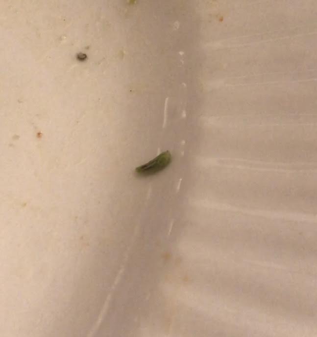 Tiny Green Worm Found in Packaged Organic Lettuce