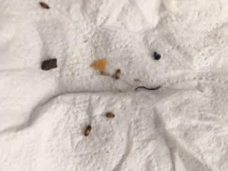 Worms Under Leather Settee Are Carpet Beetle Larvae