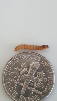 Two Kinds of Mealworms Found by Reader Who Wonders What Species They Belong To