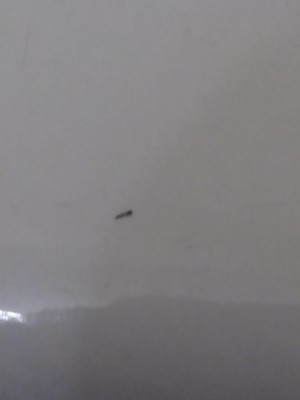 Worm on Shower Curtain Could be Drain Fly Larvae