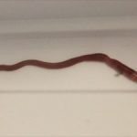 Excessive Earthworm Populations and How to Control Them