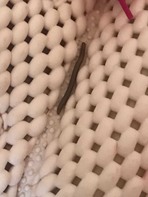 Worm on Bathtub Pillow is a Millipede