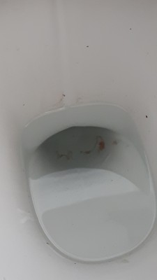 Is Worm Wiggling In Toilet Horsehair Worm or Parasite?