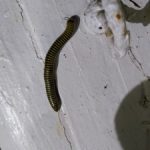 Two-inch Black Worm Found in Living Room Could Be a Millipede