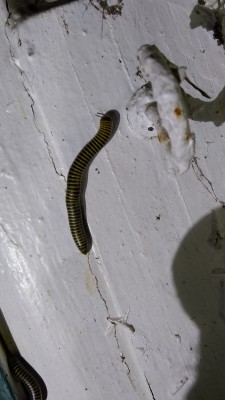 Yellow and Black Worms are Bumble Bee Millipedes