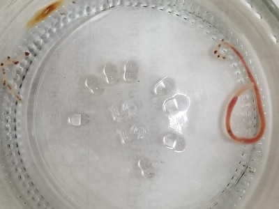 Pink and Translucent Worm Discovered in Toilet