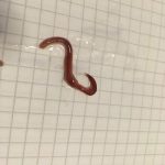 Earthworms Emerge Through Concrete Patio: How to Control Their Populations