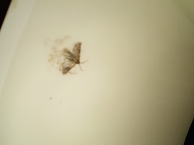 Reader Struggles With Moth Infestation