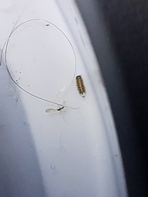 Bed Bugs Or Carpet Beetle Larvae?
