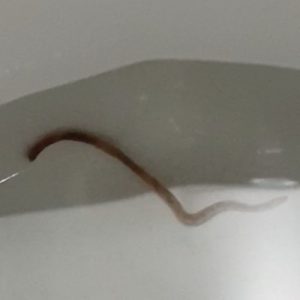 earthworm in toilet