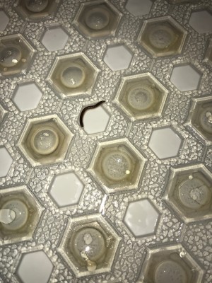 Small Worm Found in Shower is a Millipede