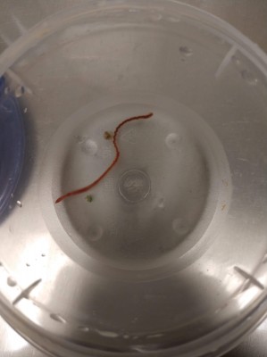 Is Red Worm in Toilet Parasitic?